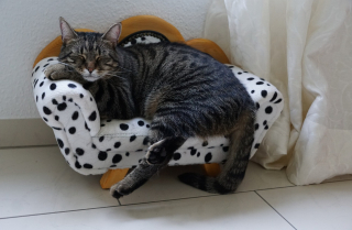 Illustration de l'article : 20 choses que votre chat n’apprécie pas, contrairement à ce que vous pouvez croire