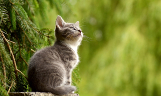 Illustration de l'article : 20 choses que votre chat n’apprécie pas, contrairement à ce que vous pouvez croire