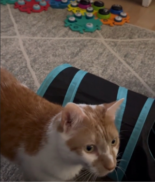 Illustration de l'article : Quand un chat s'exprimant à travers des boutons sonores veille à ce que sa maîtresse n'oublie pas ses tâches ménagères (vidéo)