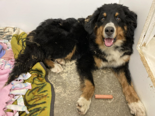 Illustration de l'article : Une chienne abandonnée erre autour d'une maison dont la maîtresse tente vainement de l'approcher pendant 3 mois