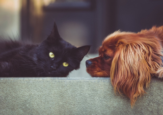 Illustration de l'article : Une femme fortunée propriétaire de chiens et de chats surprend sa famille par le contenu de son testament