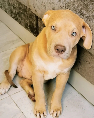 Illustration de l'article : Le sort d'un American Bully XL en danger après le décès de son maître émeut un ami du défunt qui prend une décision courageuse