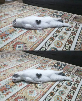 Illustration de l'article : 13 photos de chats qui semblent être habités par une créature extra-féline