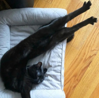 Illustration de l'article : 13 photos de chats qui semblent être habités par une créature extra-féline