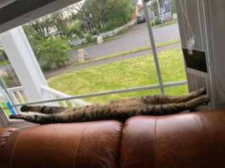 Illustration de l'article : 13 photos de chats qui semblent être habités par une créature extra-féline