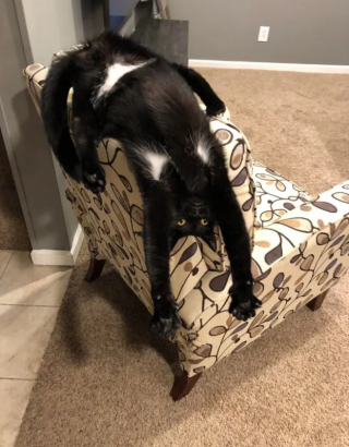 Illustration de l'article : 13 photos de chats qui semblent être habités par une créature extra-féline