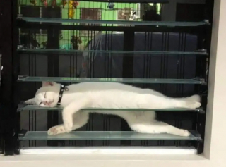 Illustration de l'article : 13 photos de chats qui semblent être habités par une créature extra-féline