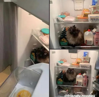 Illustration de l'article : 13 photos de chats qui semblent être habités par une créature extra-féline