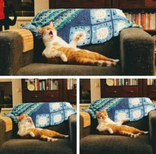 Illustration de l'article : 13 photos de chats qui semblent être habités par une créature extra-féline