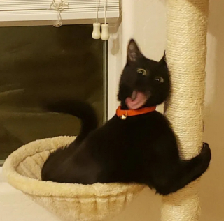 Illustration de l'article : 13 photos de chats qui semblent être habités par une créature extra-féline