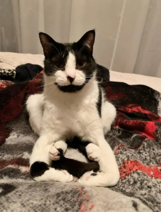 Illustration de l'article : 13 photos de chats qui semblent être habités par une créature extra-féline