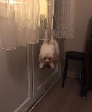 Illustration de l'article : 13 photos de chats qui semblent être habités par une créature extra-féline