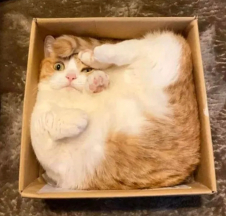 Illustration de l'article : 13 photos de chats qui semblent être habités par une créature extra-féline