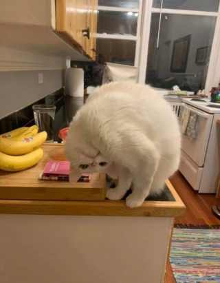 Illustration de l'article : 13 photos de chats qui semblent être habités par une créature extra-féline