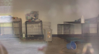 Illustration de l'article : La propriétaire de dizaines de chiens détenus dans des conditions déplorables traduite en justice pour maltraitance