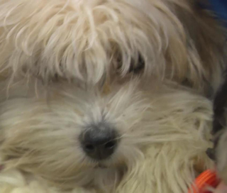 Illustration de l'article : La propriétaire de dizaines de chiens détenus dans des conditions déplorables traduite en justice pour maltraitance