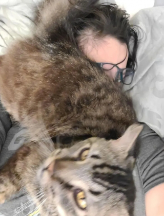 Illustration de l'article : 15 photos montrant que les chats sont les rois chez vous et veulent vous le faire savoir