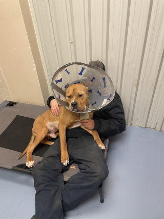 Illustration de l'article : Un American Bully abandonné en pleine tempête de neige rencontre une famille pour qui "les chiens méritent une 2nde chance"