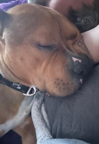 Illustration de l'article : Un American Bully abandonné en pleine tempête de neige rencontre une famille pour qui "les chiens méritent une 2nde chance"