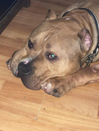 Illustration de l'article : Un American Bully abandonné en pleine tempête de neige rencontre une famille pour qui "les chiens méritent une 2nde chance"