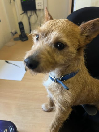 Illustration de l'article : Un maître dépose son chien chez le toiletteur et ne vient jamais le rechercher obligeant l'équipe à prendre une décision douloureuse