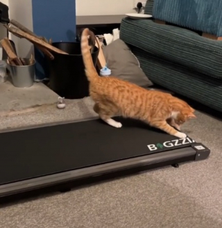 Illustration de l'article : Les tentatives désespérées d'un chat de dompter un tapis de course font sensation sur la Toile (vidéo) 