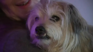Illustration de l'article : Soulagement et surprise pour la propriétaire d'un vieux chien retrouvé dans un endroit improbable
