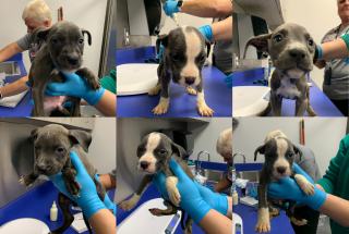 Illustration de l'article : Le sort de chiots orphelins de leur mère maltraitée chagrine les agents animaliers qui font tout pour les sauver