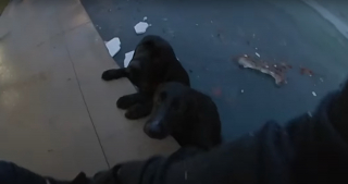 Illustration de l'article : 2 Labradors tombés dans un lac gelé s'agrippent désespérément à la rive jusqu'à l'arrivée d'un policier (vidéo)