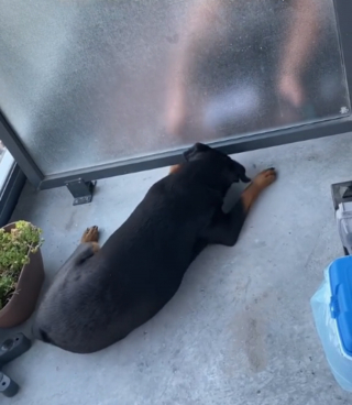 Illustration de l'article : La tristesse de cette chienne après le départ de son voisin disparaît dès qu'elle réalise que leur adorable rituel de câlins quotidien va se poursuivre (vidéo)