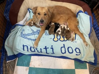 Illustration de l'article : Une association annonce le décès de Connie la chienne découverte enfermée dans un container
