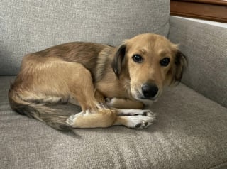 Illustration de l'article : Une association annonce le décès de Connie la chienne découverte enfermée dans un container