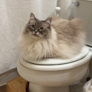 Illustration de l'article : Le célèbre chat Sibérien, Nimbus, refait parler de lui dans une vidéo où sa propriétaire énumère ses différents "métiers"