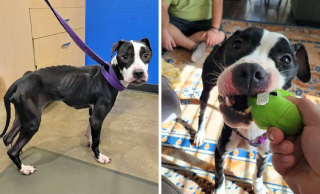 Illustration de l'article : 18 photos montrant l’incroyable métamorphose qu’ont connue ces chiens après avoir été adoptés