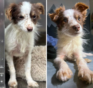 Illustration de l'article : 18 photos montrant l’incroyable métamorphose qu’ont connue ces chiens après avoir été adoptés