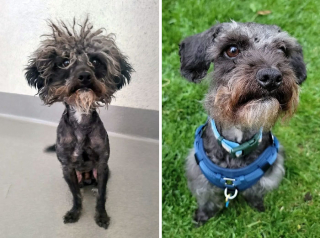Illustration de l'article : 18 photos montrant l’incroyable métamorphose qu’ont connue ces chiens après avoir été adoptés