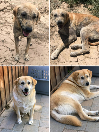 Illustration de l'article : 18 photos montrant l’incroyable métamorphose qu’ont connue ces chiens après avoir été adoptés