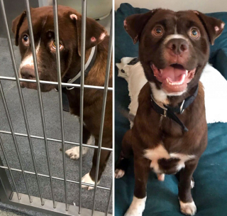 Illustration de l'article : 18 photos montrant l’incroyable métamorphose qu’ont connue ces chiens après avoir été adoptés