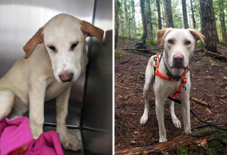 Illustration de l'article : 18 photos montrant l’incroyable métamorphose qu’ont connue ces chiens après avoir été adoptés