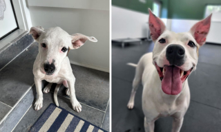 Illustration de l'article : 18 photos montrant l’incroyable métamorphose qu’ont connue ces chiens après avoir été adoptés