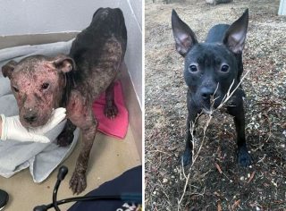 Illustration de l'article : 18 photos montrant l’incroyable métamorphose qu’ont connue ces chiens après avoir été adoptés
