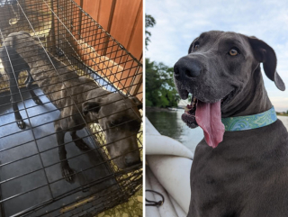 Illustration de l'article : 18 photos montrant l’incroyable métamorphose qu’ont connue ces chiens après avoir été adoptés