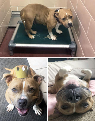 Illustration de l'article : 18 photos montrant l’incroyable métamorphose qu’ont connue ces chiens après avoir été adoptés