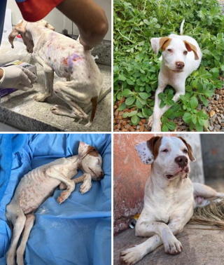 Illustration de l'article : 18 photos montrant l’incroyable métamorphose qu’ont connue ces chiens après avoir été adoptés