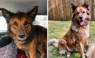 Illustration de l'article : 18 photos montrant l’incroyable métamorphose qu’ont connue ces chiens après avoir été adoptés