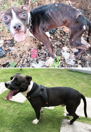 Illustration de l'article : 18 photos montrant l’incroyable métamorphose qu’ont connue ces chiens après avoir été adoptés