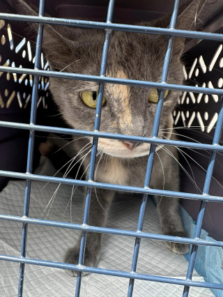 Illustration de l'article : En voyant un carton sur le bord de la route portant l'inscription "chatons", un passant comprend immédiatement qu'il y a des vies à sauver