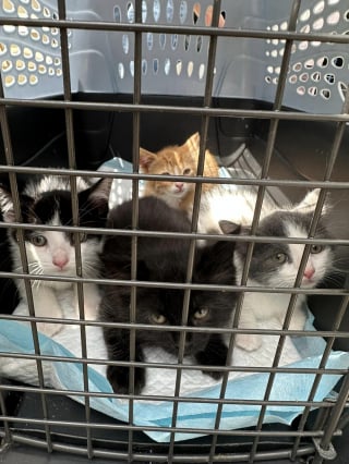 Illustration de l'article : En voyant un carton sur le bord de la route portant l'inscription "chatons", un passant comprend immédiatement qu'il y a des vies à sauver