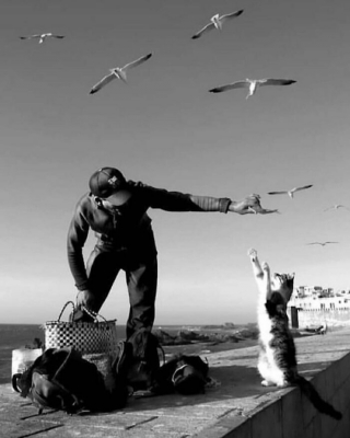 Illustration de l'article : 19 photos de chats, sublimées par l’œil des photographes