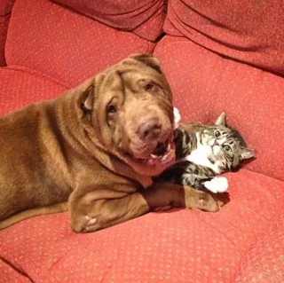 Illustration de l'article : 12 chiens qui sont profondément amoureux des chats